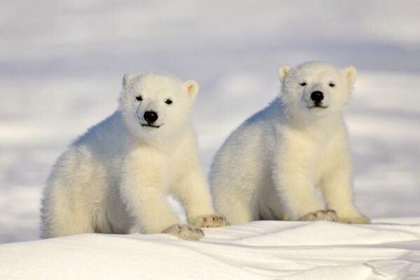 Icebound Kings: The Polar Bear’s World