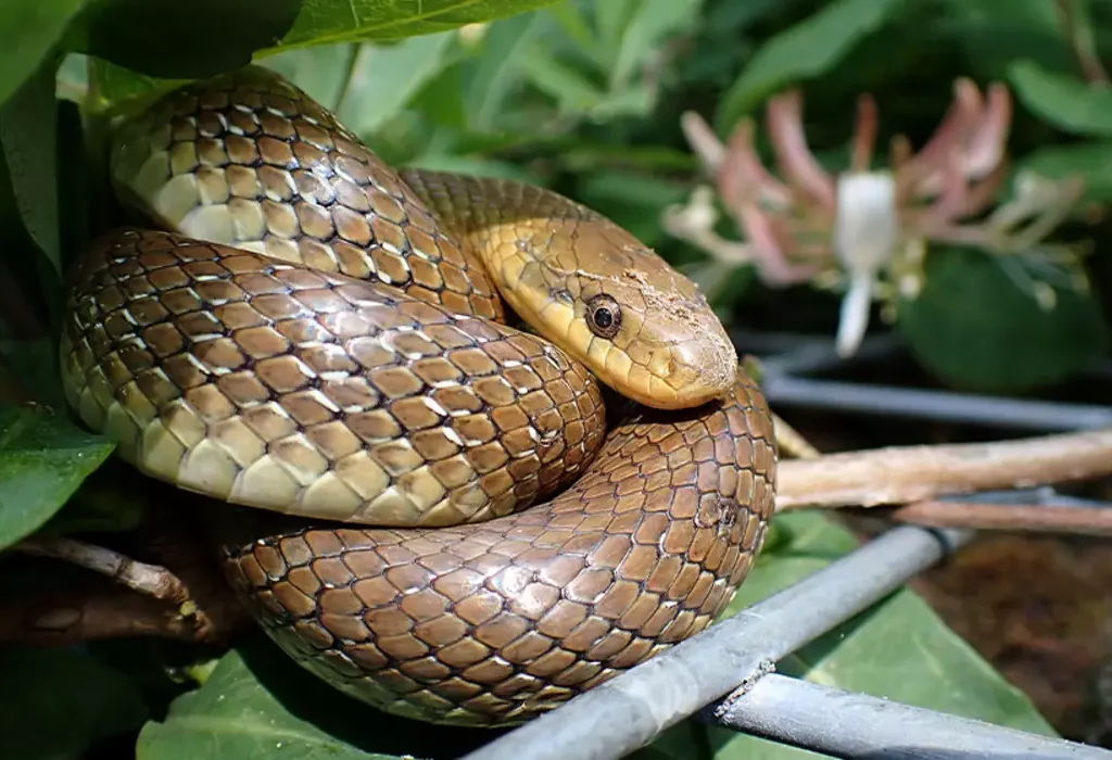 A close-up of a non-venomous Aesculapian snake in the UK, showcasing its sleek, olive-brown scales and slender build as it rests among green foliage near the River Thames.