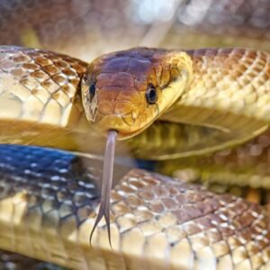 Aesculapian snake coiled on a tree branch in the UK, displaying its slender, brownish body and smooth scales in a natural riverside habitat.