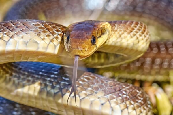 Aesculapian snake coiled on a tree branch in the UK, displaying its slender, brownish body and smooth scales in a natural riverside habitat.