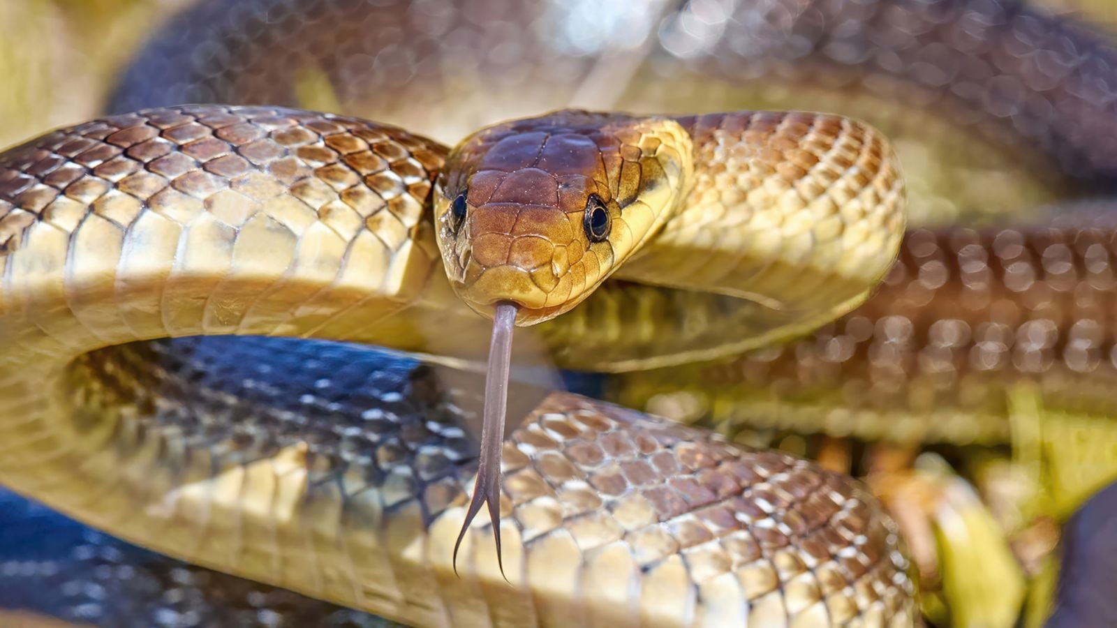 Aesculapian snake coiled on a tree branch in the UK, displaying its slender, brownish body and smooth scales in a natural riverside habitat.